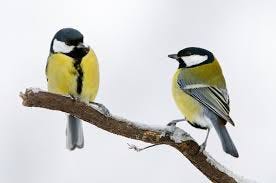 Shy Great Tit Birds Flock Together