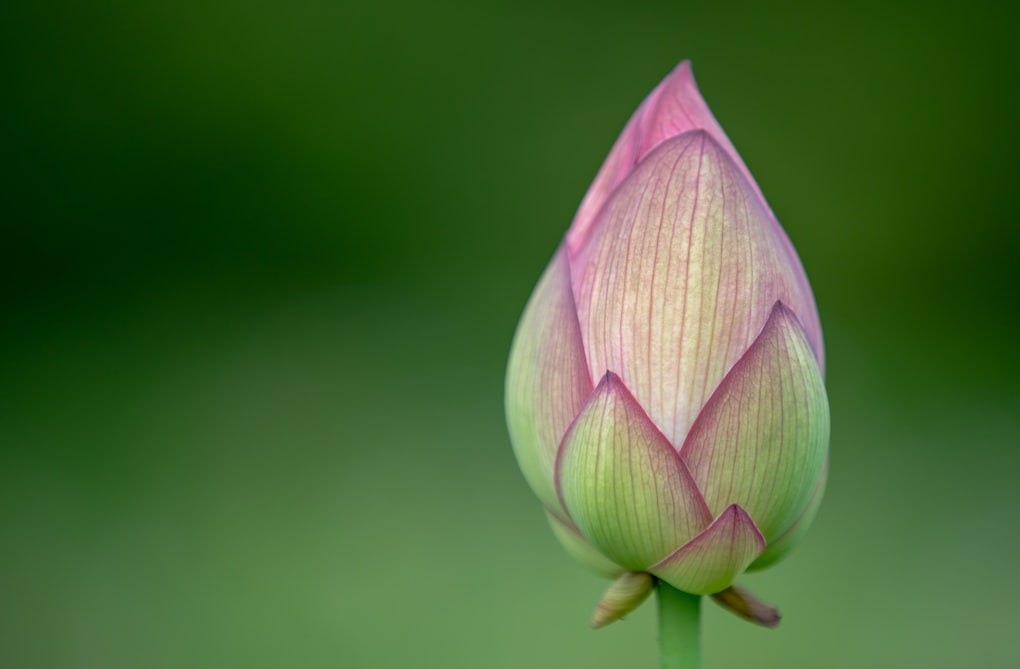 pink tulip flower bud new start restart emotional resilience
