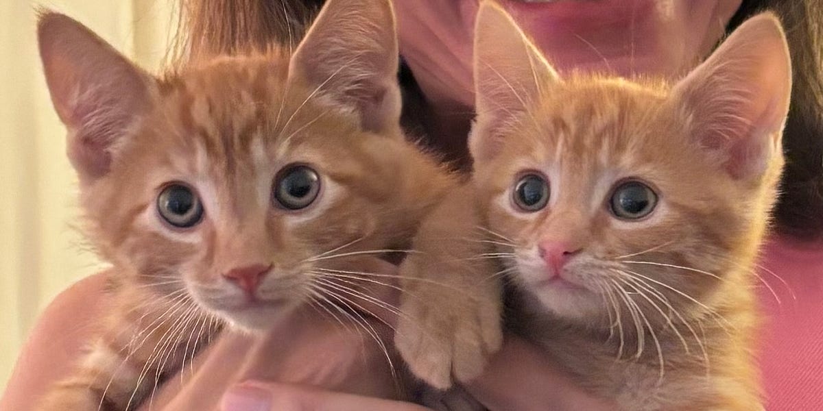 Unconventional Pets of the Week