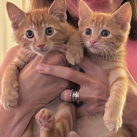 Contrarian Pets of the Week