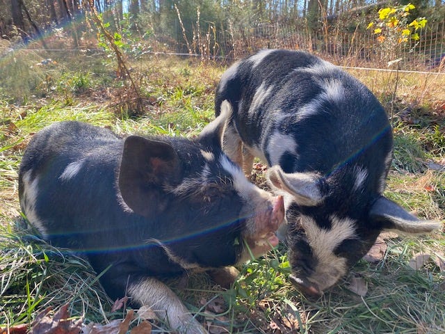 two idaho pasture pigs on grass