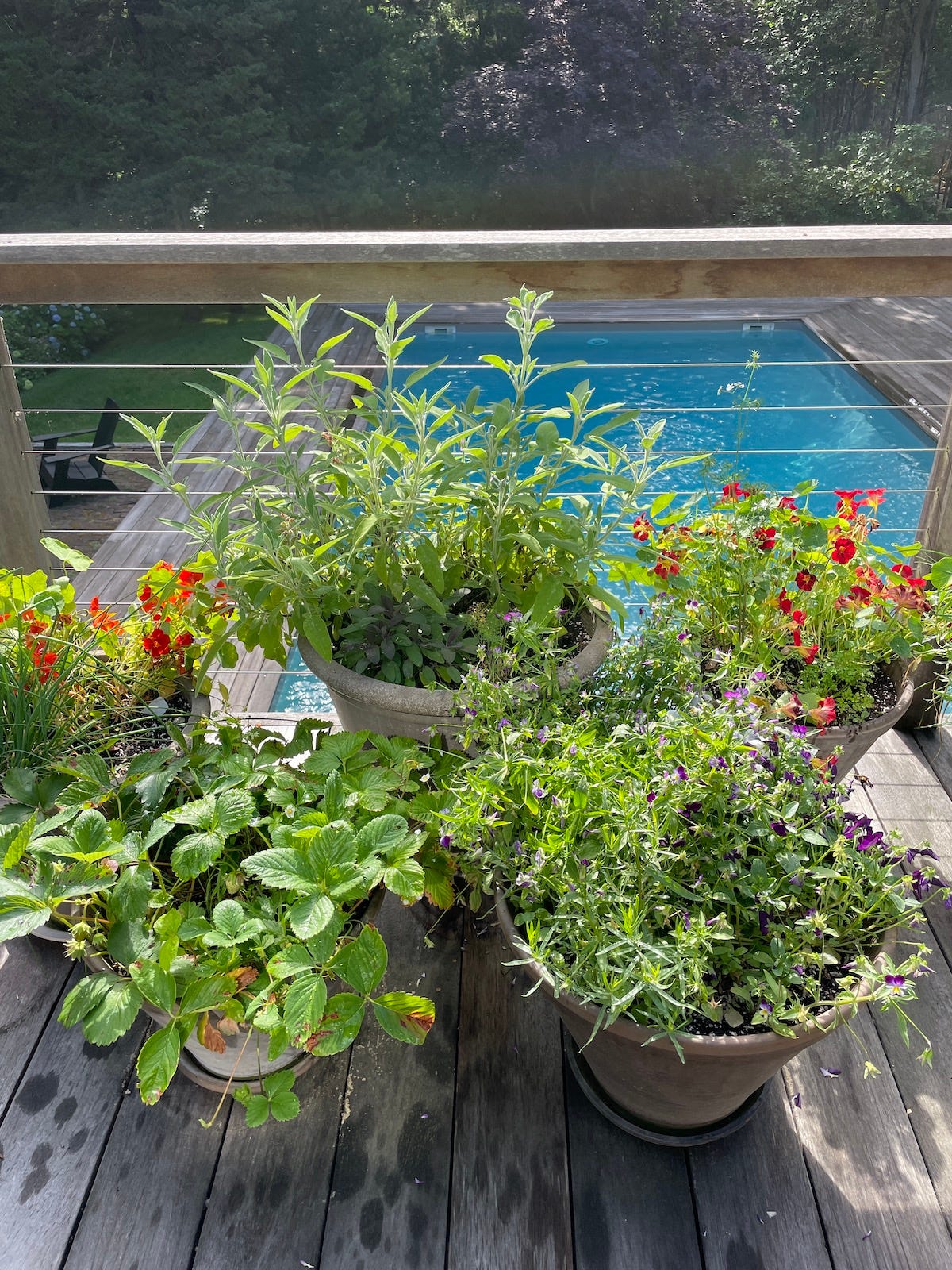 Plant a Culinary Herb Garden! - by Susan Spungen