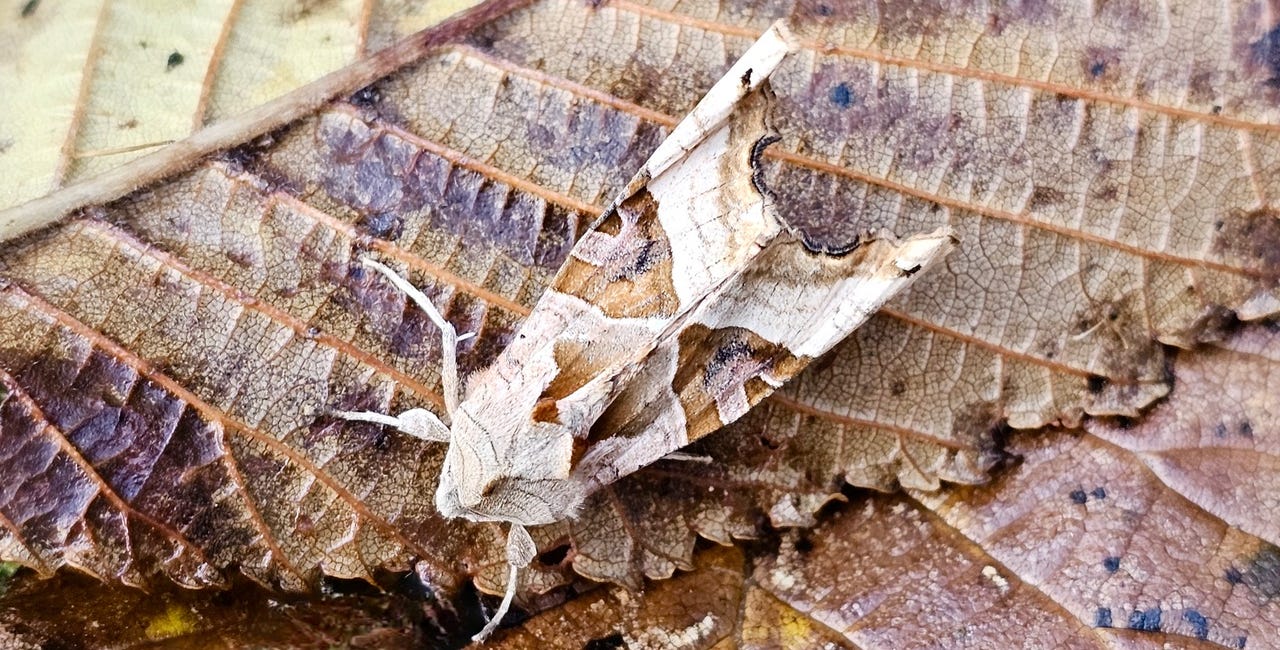 Making gardens for magical moths