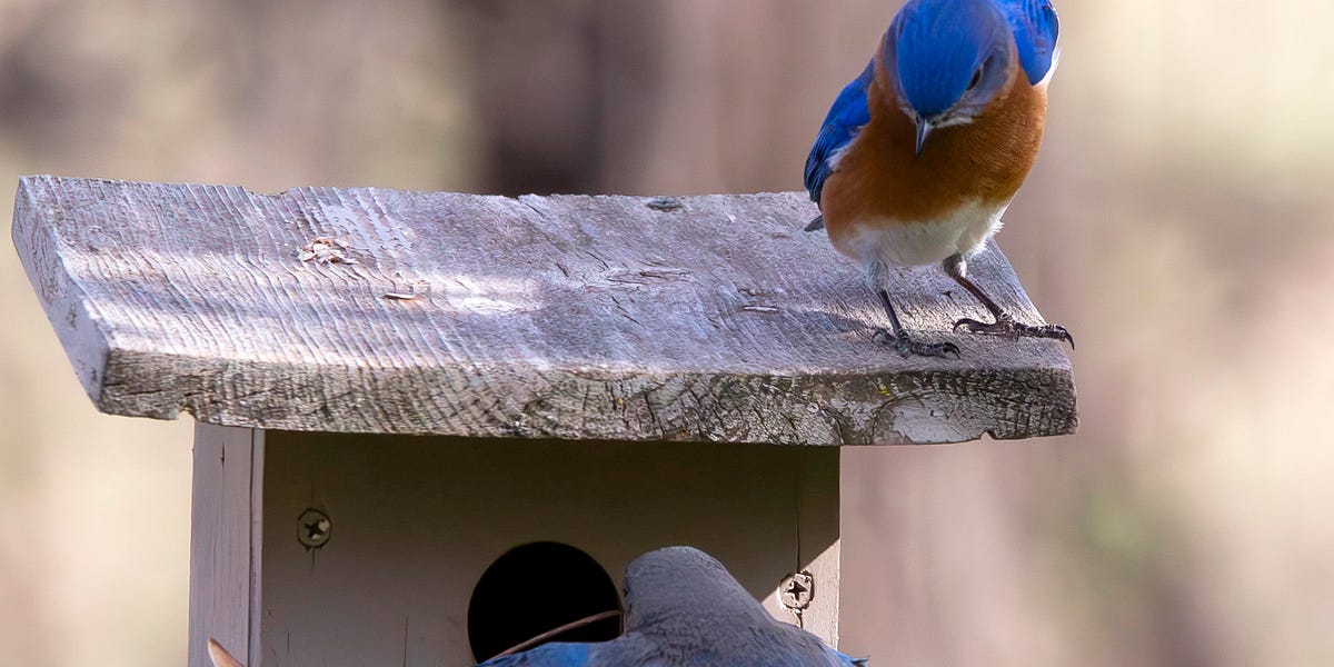 How Far off the Ground Should a Bluebird House Be: Perfect Height Tips