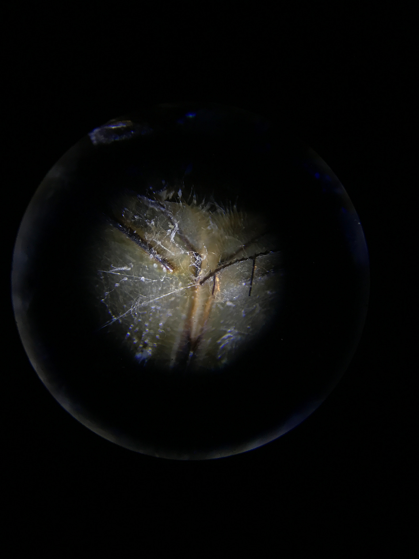 Microscope.JPG