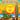 Orange Sunshine's avatar