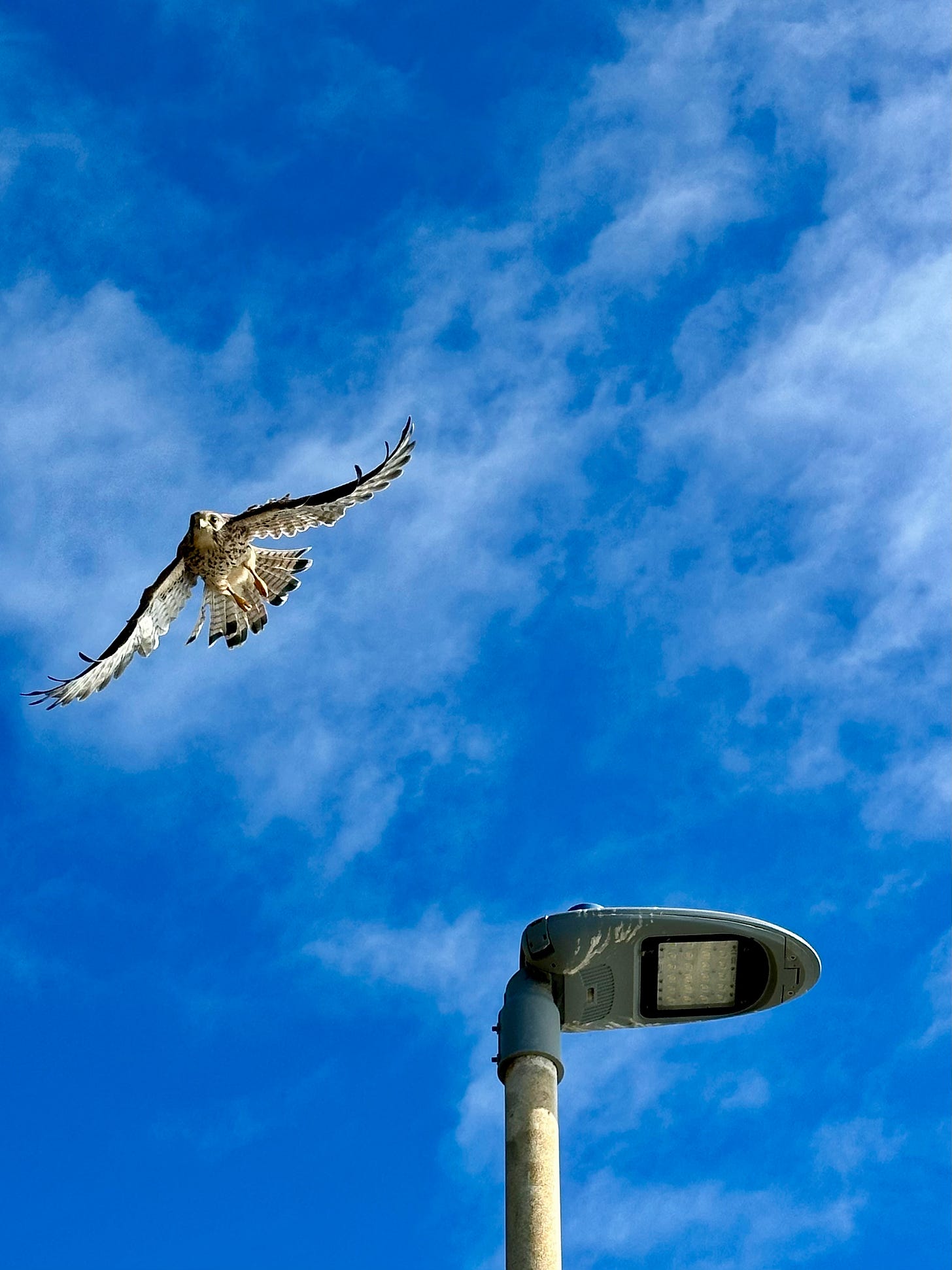 Action shot of a kestrel taking off from a lamp post in front of a clear blue sky. Action shot of a kestrel taking off from a lamp post in front of a clear blue sky.