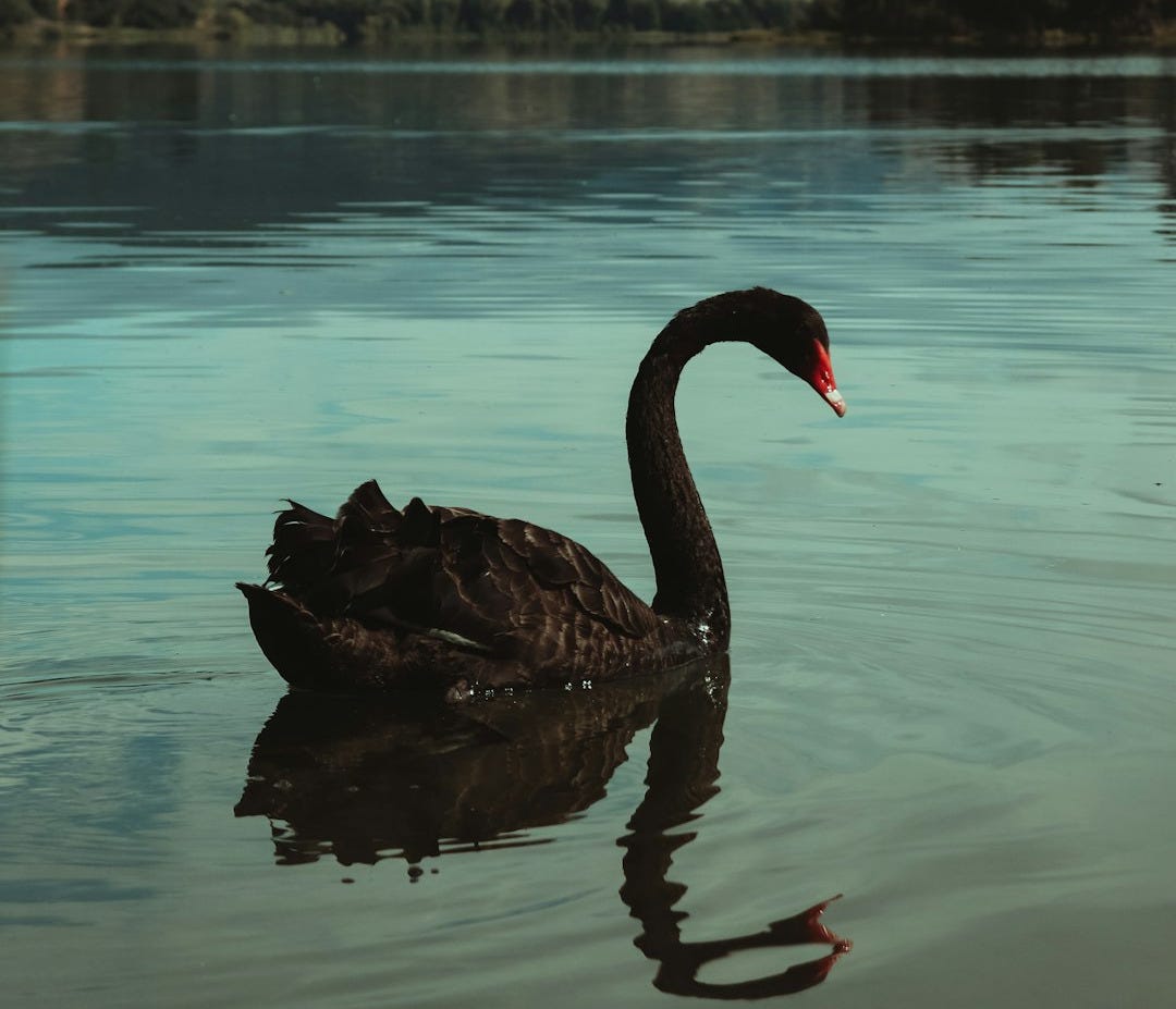 black swan on water during daytime black swan on water during daytime