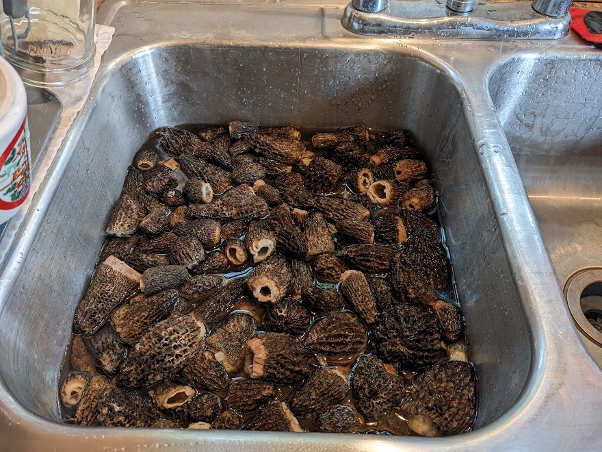 sink full of morels
