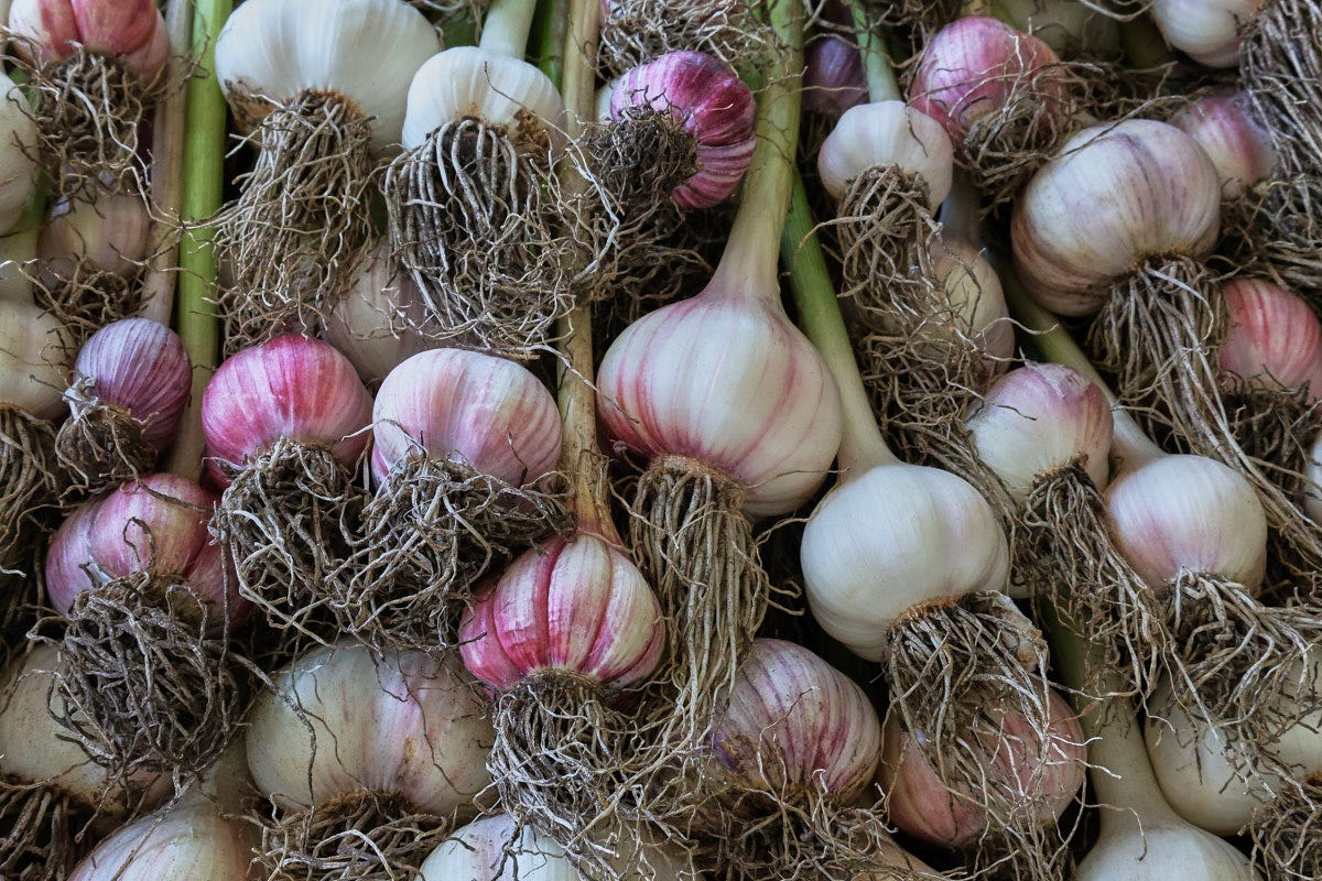 a variety of freshly-harvested garlic heads
