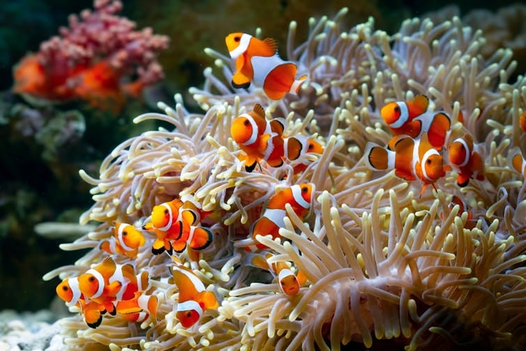 A host of bright orange and white fish floating around a mop-like anemone underwater. A host of bright orange and white fish floating around a mop-like anemone underwater.