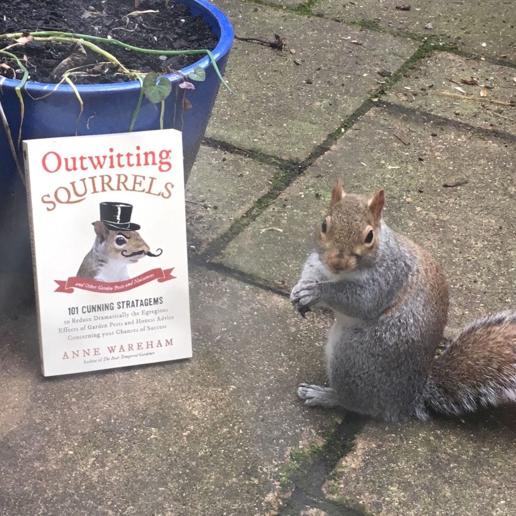 Squirrel with Outwitting Squirrels