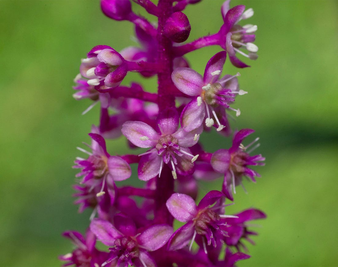 Macro image of Phytolacca rugosa flowers along a vivid magenta stem, each tiny pink-and-purple blossom showing pale stamens and cream anthers against a softly blurred green background. Macro image of Phytolacca rugosa flowers along a vivid magenta stem, each tiny pink-and-purple blossom showing pale stamens and cream anthers against a softly blurred green background.
