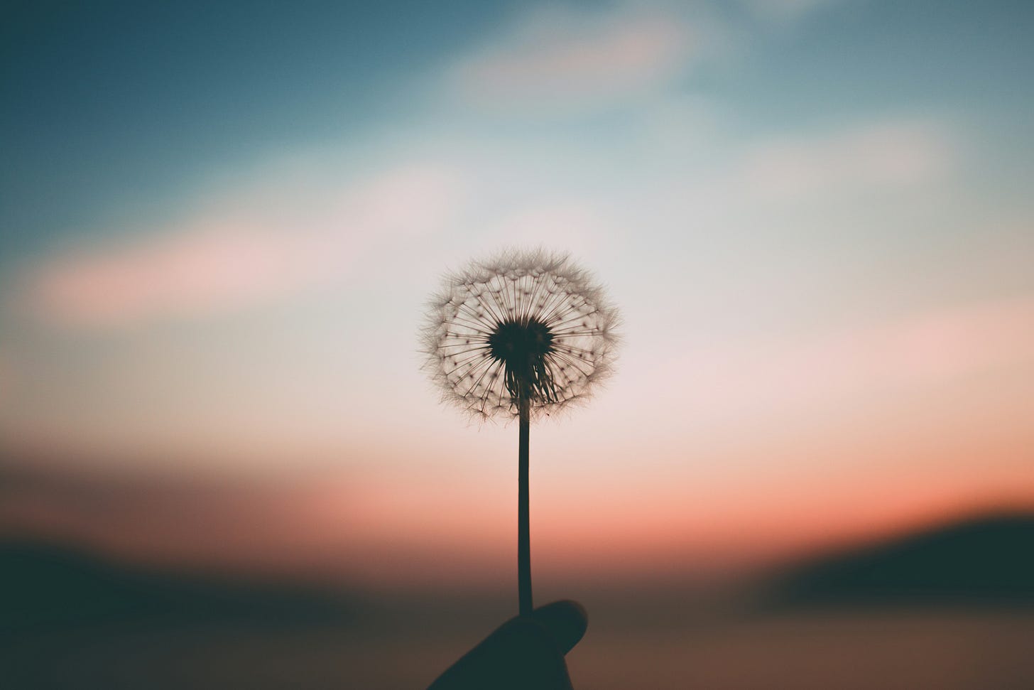 dandelion seed dandelion seed