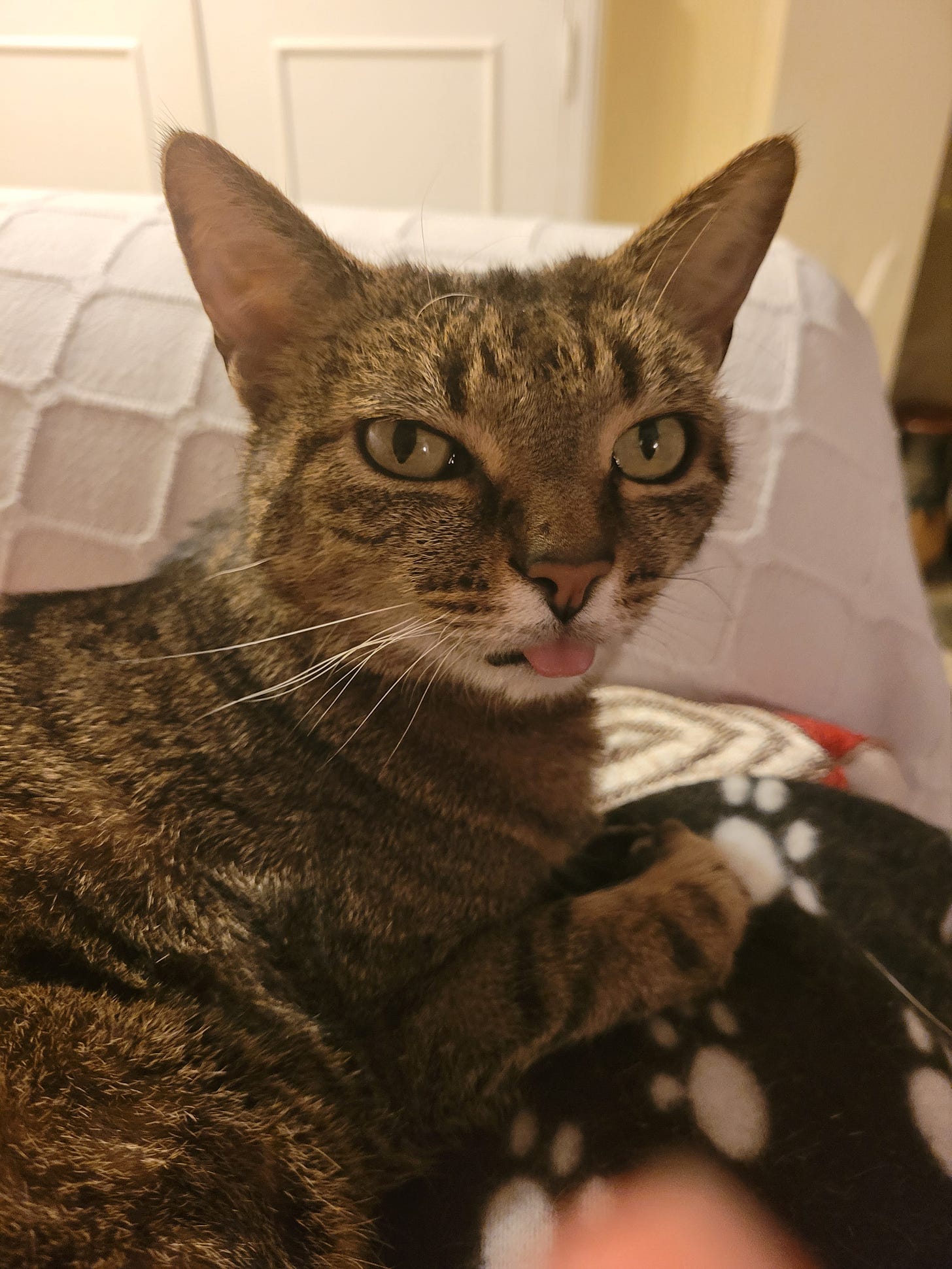 A lovely tabby cat, slender with big eyes and ears, is looking at the camera. Her tongue is sticking out as she has been captured while grooming herself
