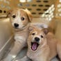 Rescue and Roam's avatar