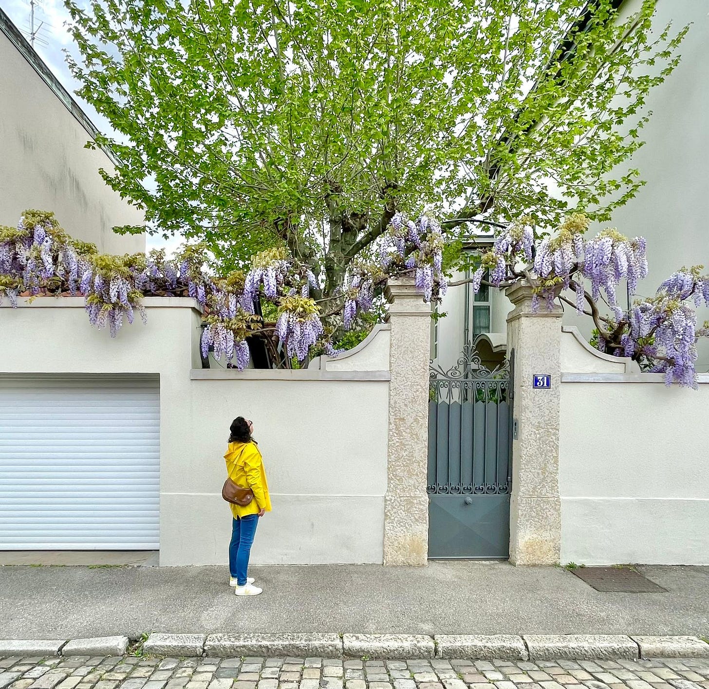 Floraison glycines - Ma Pause Slow