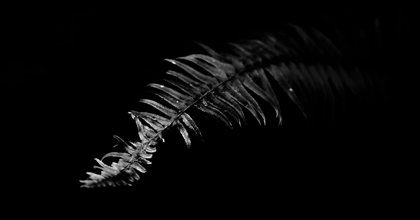 Fern Washington State coast