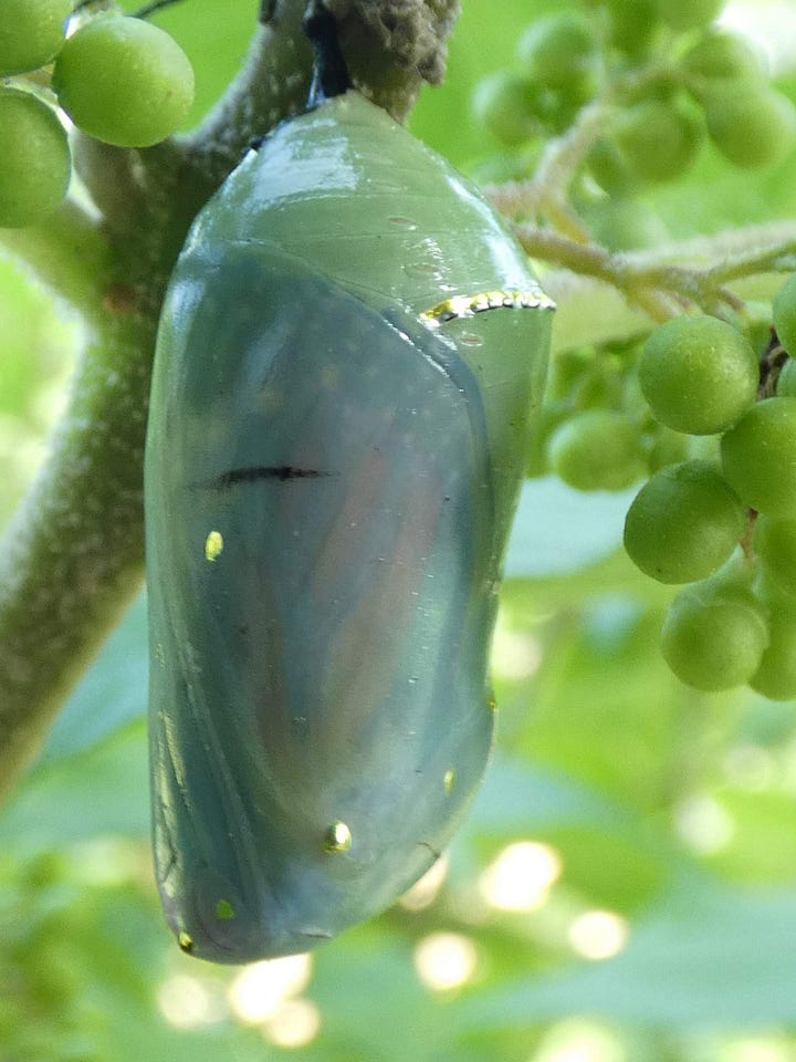 Pupating monarch