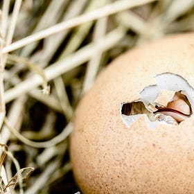 Whackadoodle Civics: Is it a problem of the chicken or the egg?