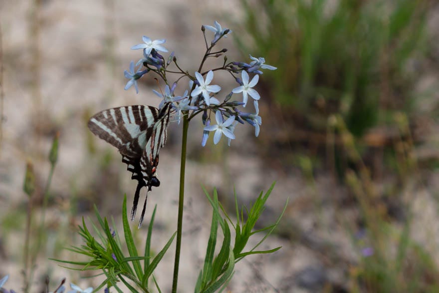 A black and white striped butterfly visiting a loose dome of pale blue star-shaped flowers