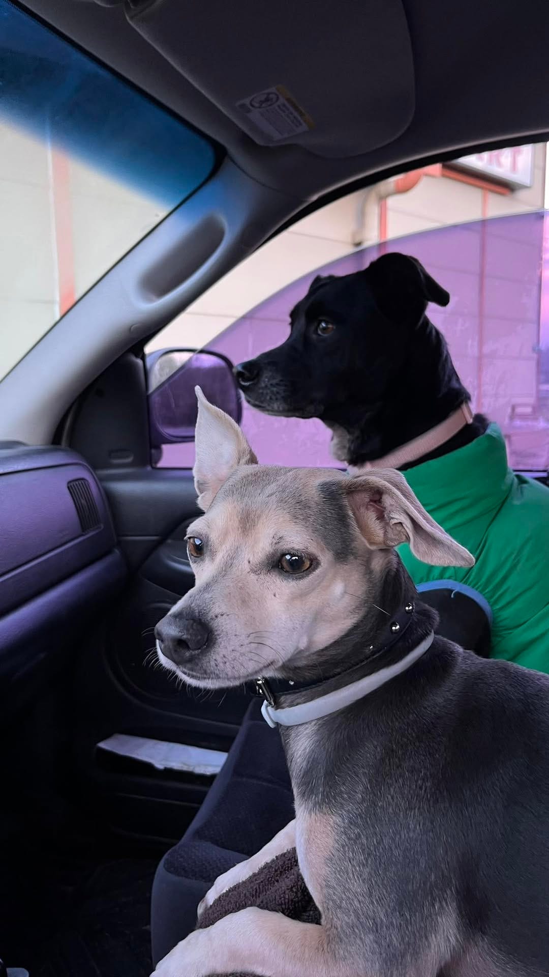 May be an image of dog