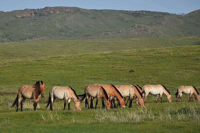 Przewalski's Horses: The World's Last Wild Horses