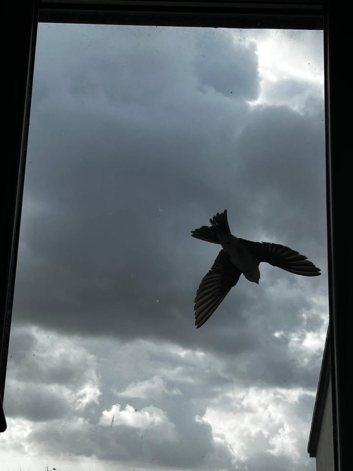 Swallows doing acrobatics viewed through a window