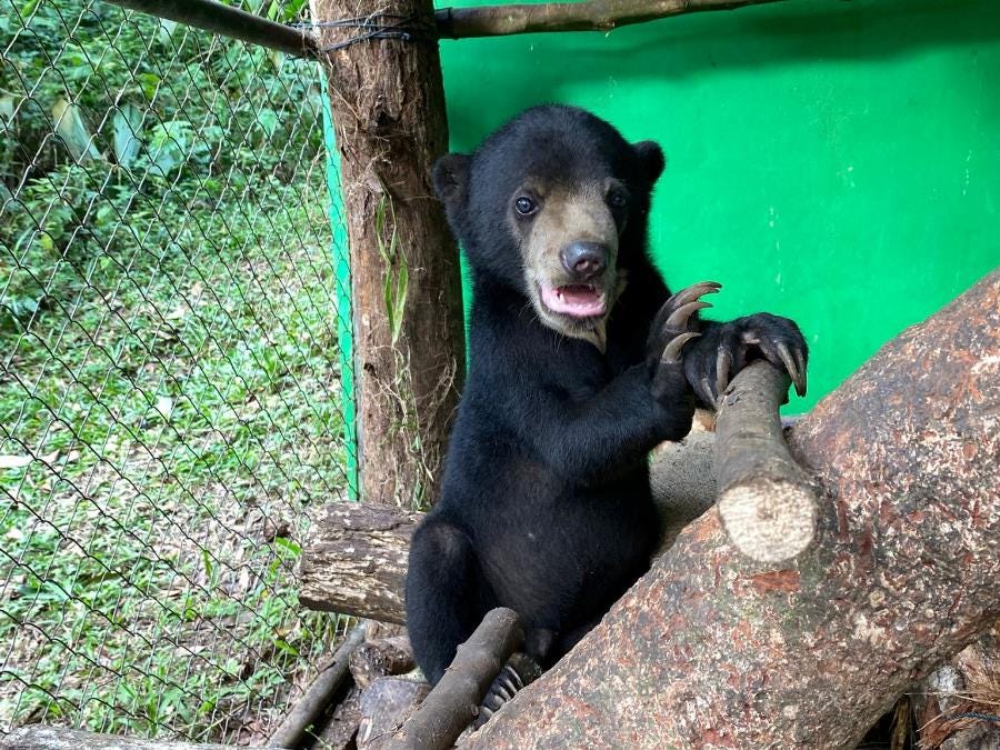 Wildlife centre volunteering in Indonesia Wildlife centre volunteering in Indonesia
