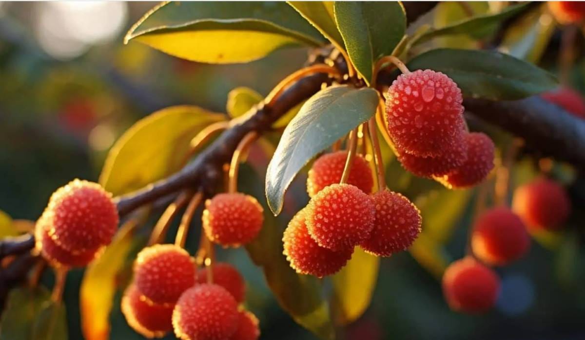 Irish Strawberry Tree fruit Irish Strawberry Tree fruit