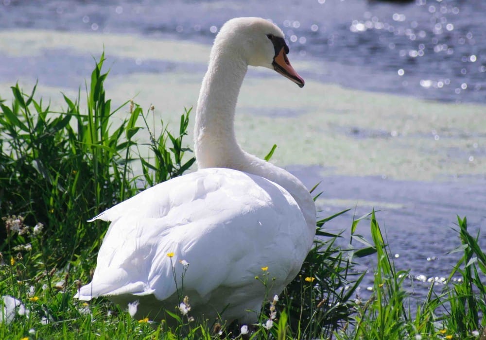 Swan in wildflowers on the edge of a sparkling lake Swan in wildflowers on the edge of a sparkling lake