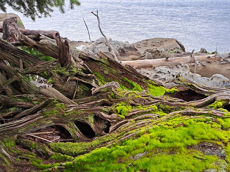 6 photos: looking across the water at mountains and a town with rainclouds overhead, mossy trees, a heron standing in the water, a interestingly shaped rock, blossoms on a tree next to the water, sea lion heads poking out of the water