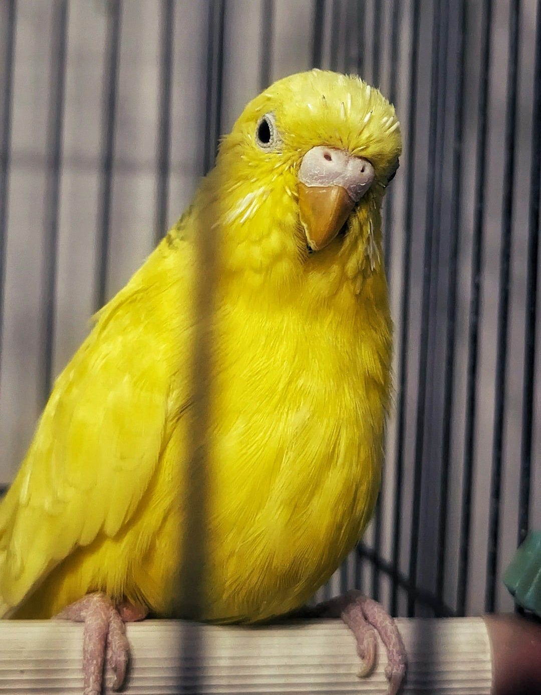 a yellow bird sitting on top of a cage