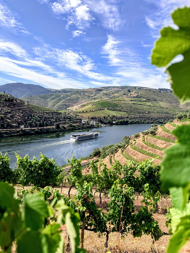 Vineyards at Quinta de la Rosa