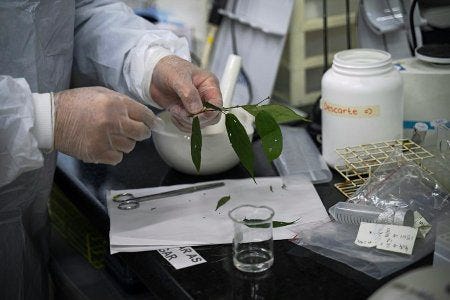 recherche menée sur la plante brésilienne Trema micrantha blume recherche menée sur la plante brésilienne Trema micrantha blume