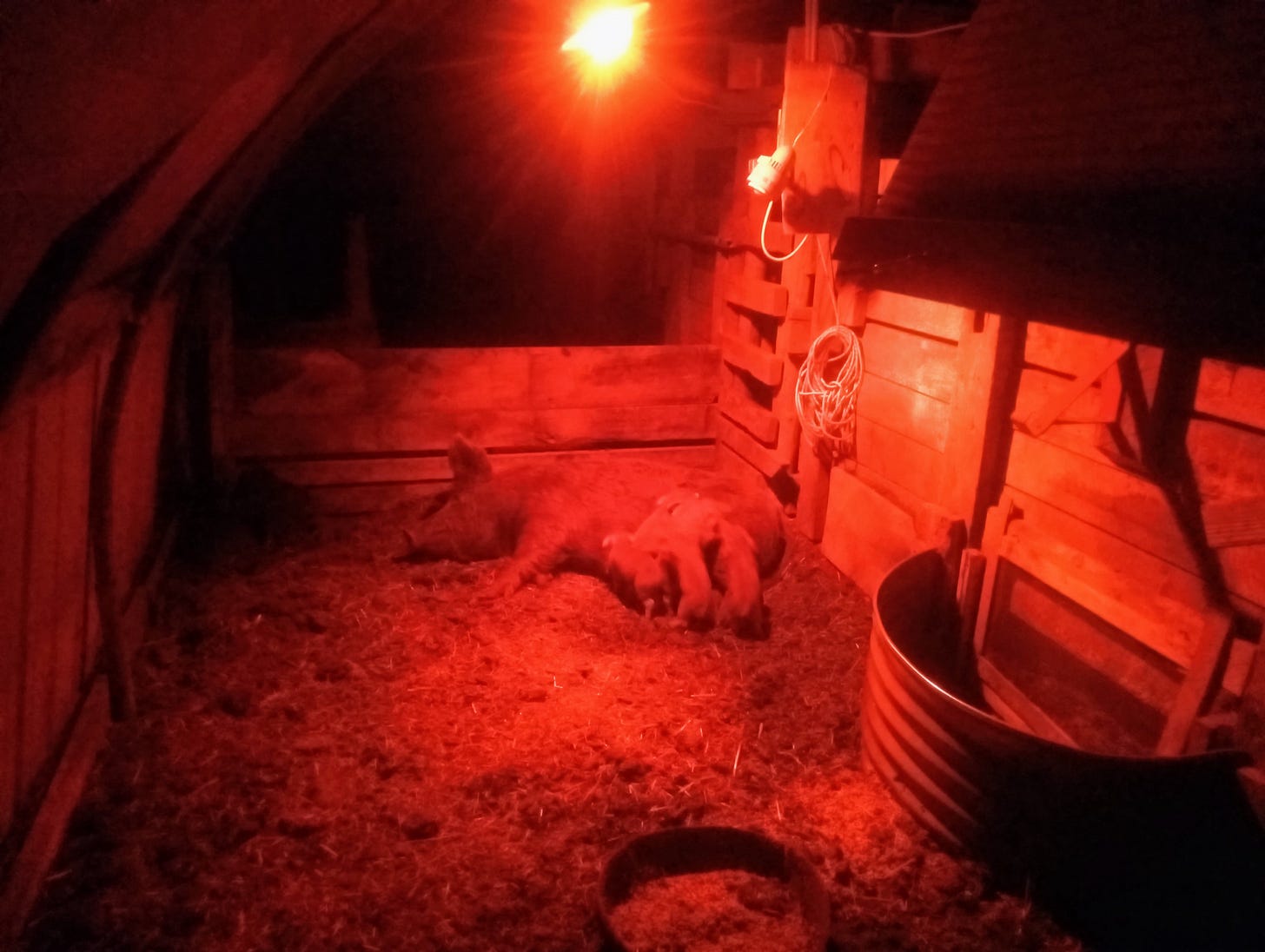 A dimly lit barn or animal shelter bathed in red light from a heat lamp. A pig lies on straw-covered ground in a wooden pen. The rustic enclosure features wooden slat walls, and there's a metal bucket or container visible to the right. The warm red glow creates a cozy atmosphere in what appears to be a nighttime farm setting