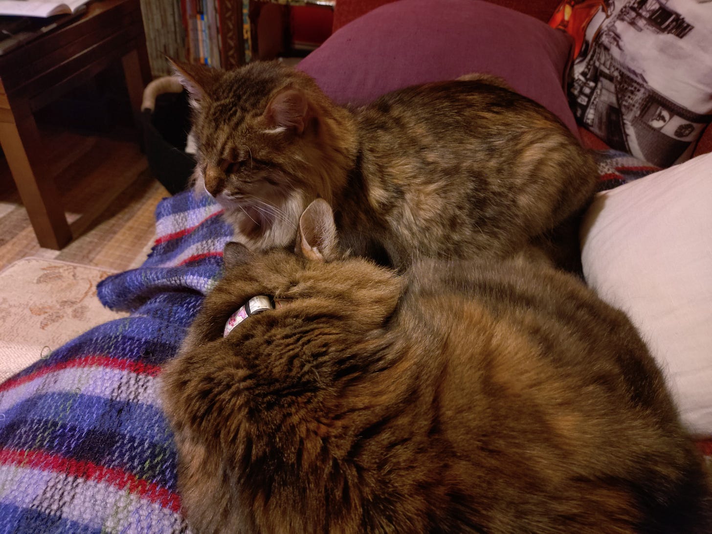 Milly and Rosie lying next to each other on the sofa.