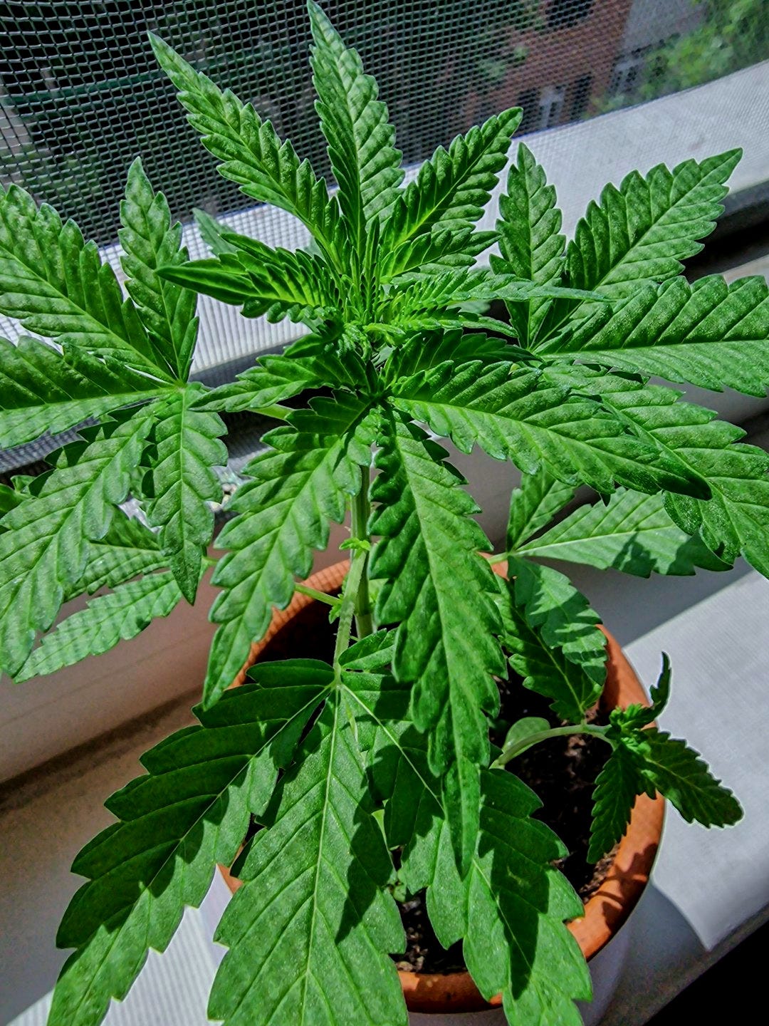 A potted plant sitting on a window sill A potted plant sitting on a window sill