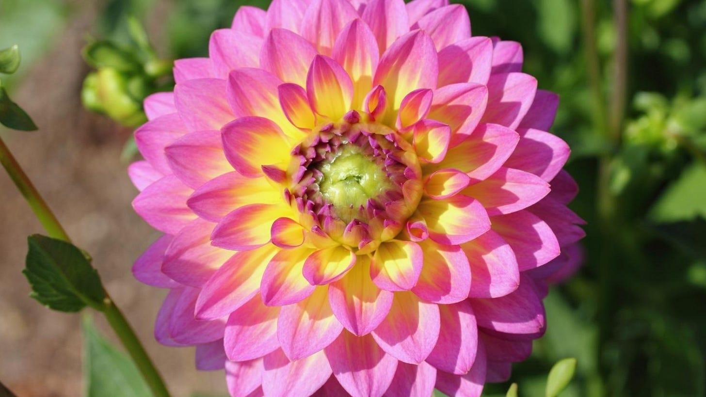 35 Flowers That Will Bloom All Season Long