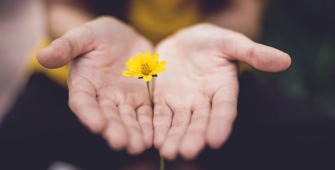 selective focus photography of woman holding yellow petaled flowers selective focus photography of woman holding yellow petaled flowers