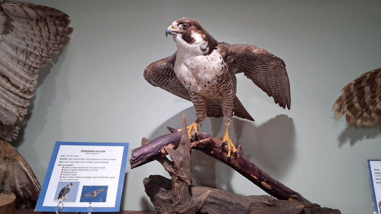 Margaret Hames Nature Center, Turkey Creek, Palm Bay, Florida