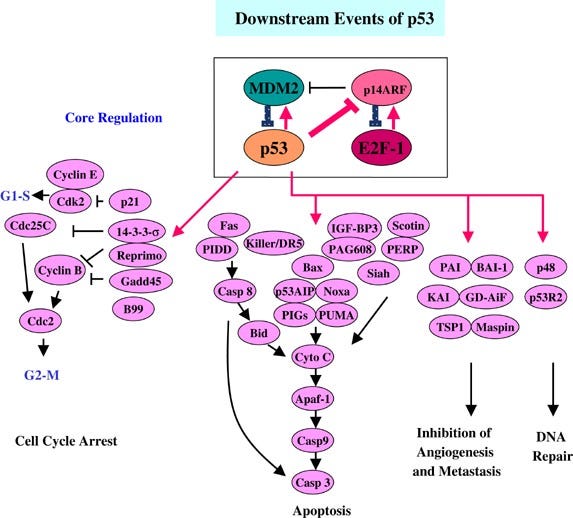 The p53 pathway: positive and negative feedback loops | Oncogene