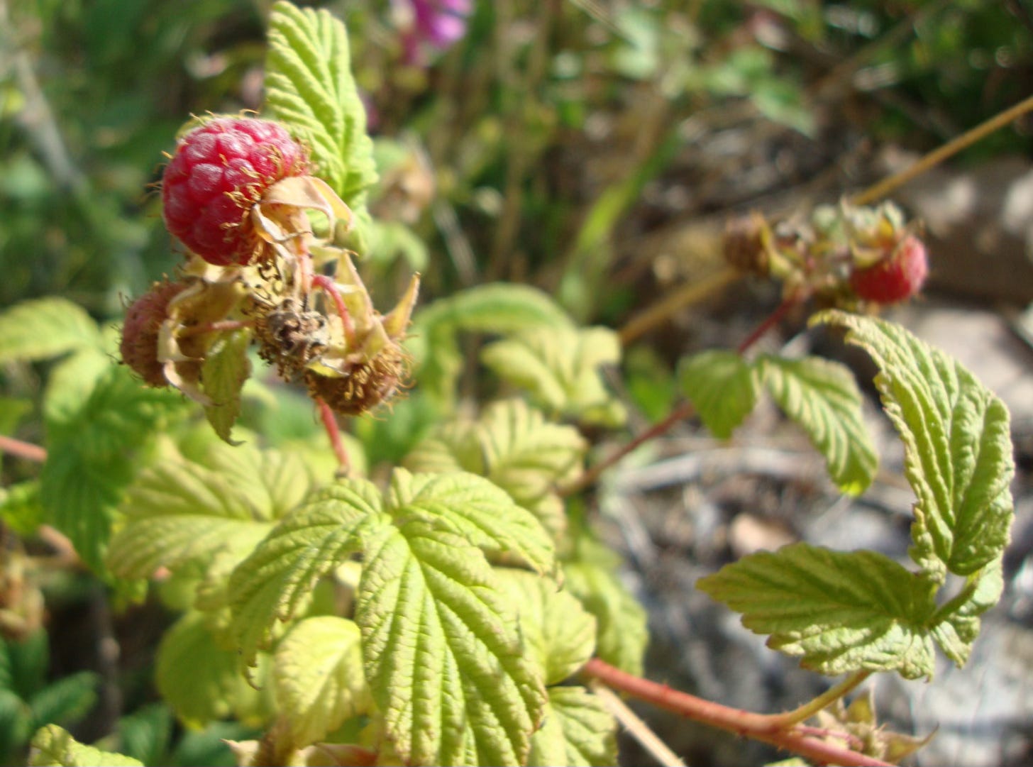 A raspberry stem with leaves topped with a ripe pink fruit