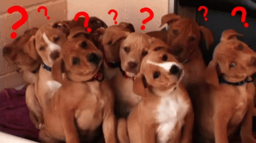 Question GIFs | Tenor