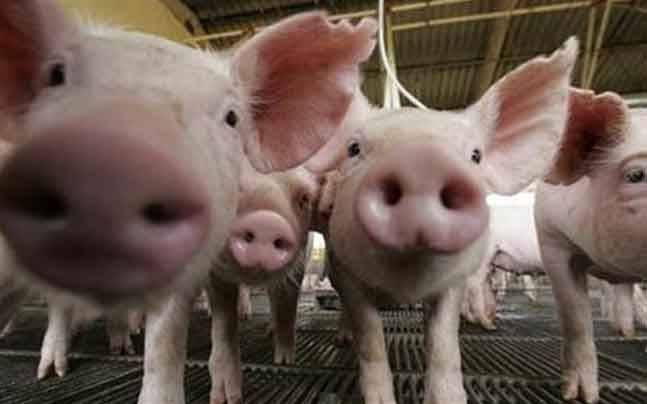 Humans could soon start getting organs from cloned pigs - India Today Humans could soon start getting organs from cloned pigs - India Today