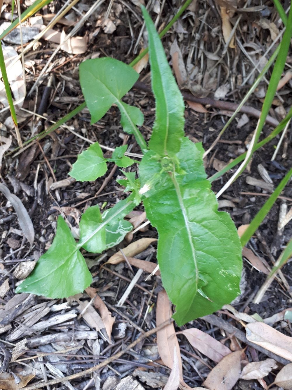 Sonchus [young plant] sml.jpg