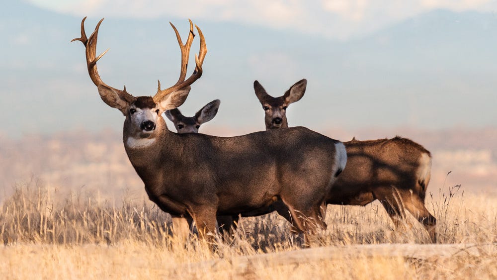 Mule Deer | Images | Colorado Encyclopedia Mule Deer | Images | Colorado Encyclopedia
