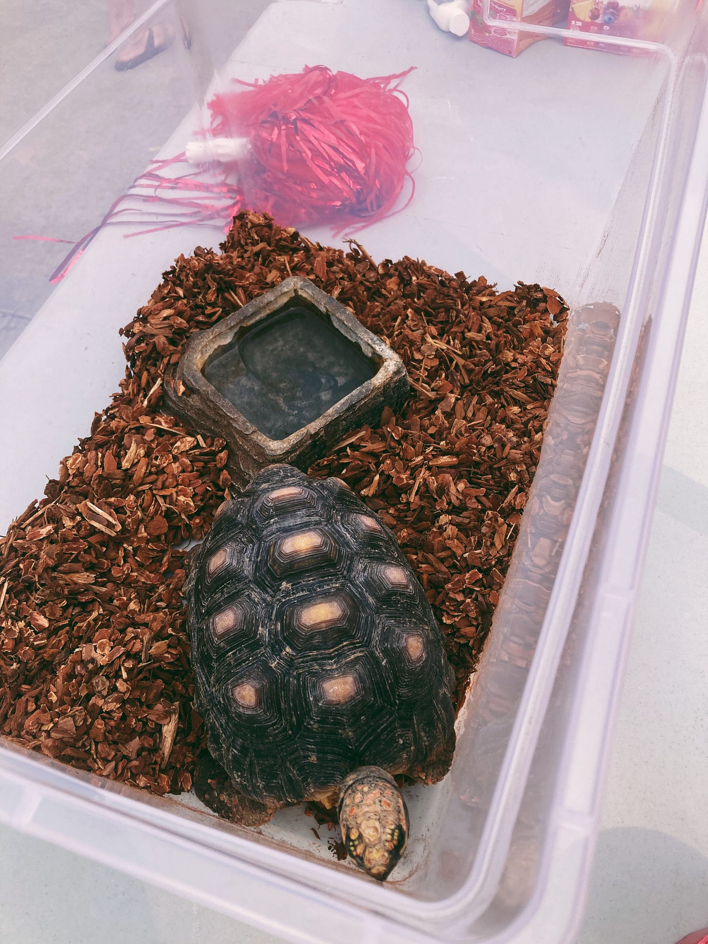 a close up of a tortoise is a large clear bin a close up of a tortoise is a large clear bin