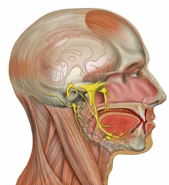 Cabeça dos nervos facial profundo e trigêmeo. Cabeça dos nervos facial profundo e trigêmeo.