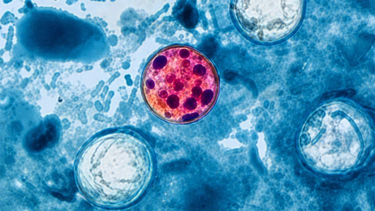 A microscope image of Cyclospora cayetanensis. A microscope image of Cyclospora cayetanensis.